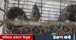পুকুরে মাছ ধরতে গিয়ে মিলল রাসেল ভাইপার