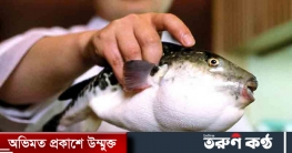 পটকা মাছ খেয়ে বউ-শ্বাশুড়ির মৃত্যু পটকা মাছ খেয়ে বউ-শ্বাশুড়ির মৃত্যু