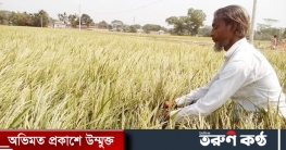 শীষকাটা লেদা পোকায় কেড়ে নিল শাল্লার কৃষকের স্বপ্ন শীষকাটা লেদা পোকায় কেড়ে নিল শাল্লার কৃষকের স্বপ্ন