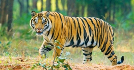 সুন্দরবনে ক্যামেরা ট্র্যাপিং পদ্ধতিতে বাঘ গণনা শুরু রোববার