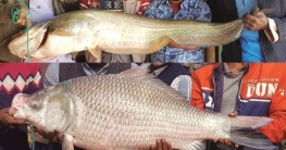 পদ্মায় ধরা পড়ল বিশাল আকৃতির বোয়াল ও কাতল পদ্মায় ধরা পড়ল বিশাল আকৃতির বোয়াল ও কাতল