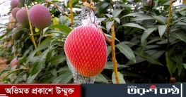 এক আমের দাম ছয় হাজার টাকা, উৎপাদন শুরু বাংলাদেশে