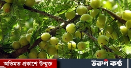 কমলালেবু, আম ও কলার চেয়ে বহুগুণ বেশি ভিটামিন আমলকিতে