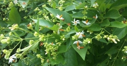 পেটের অতিরিক্ত চর্বি ঝরিয়ে ওজন কমাবে যে পাতা