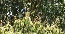 মুকুলের মৌ মৌ ঘ্রাণ,রাজশাহীতে আমের বাম্পার ফলনের আশা 