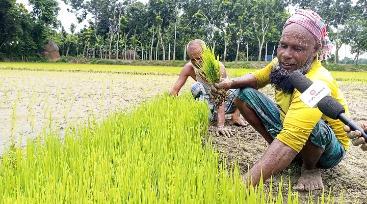 হোসেনপুরে প্রণোদনার সার-বীজ থেকে বঞ্চিত প্রকৃত কৃষক