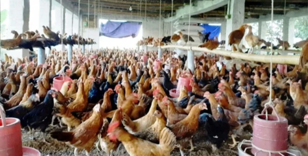 বাংলাদেশের সোনালি মুরগিতে ক্ষতিকর অ্যান্টিবায়োটিক প্রতিরোধী ব্যাকটেরিয়ার উপস্থিতি