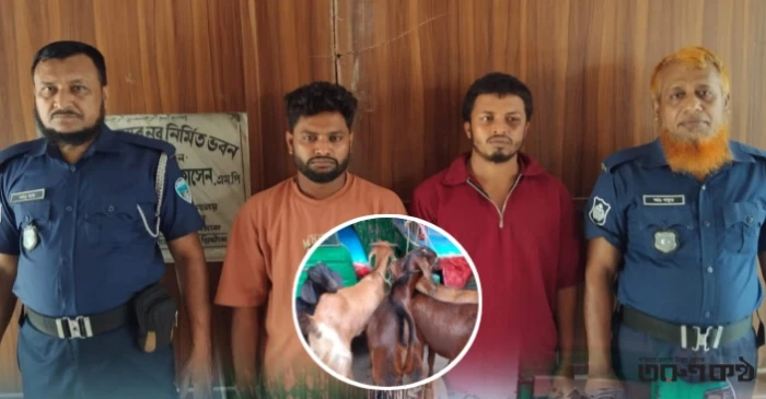 লাকসামে ছাগল চুরির সময় ২ জন আটক, উদ্ধার ৫টি ছাগল